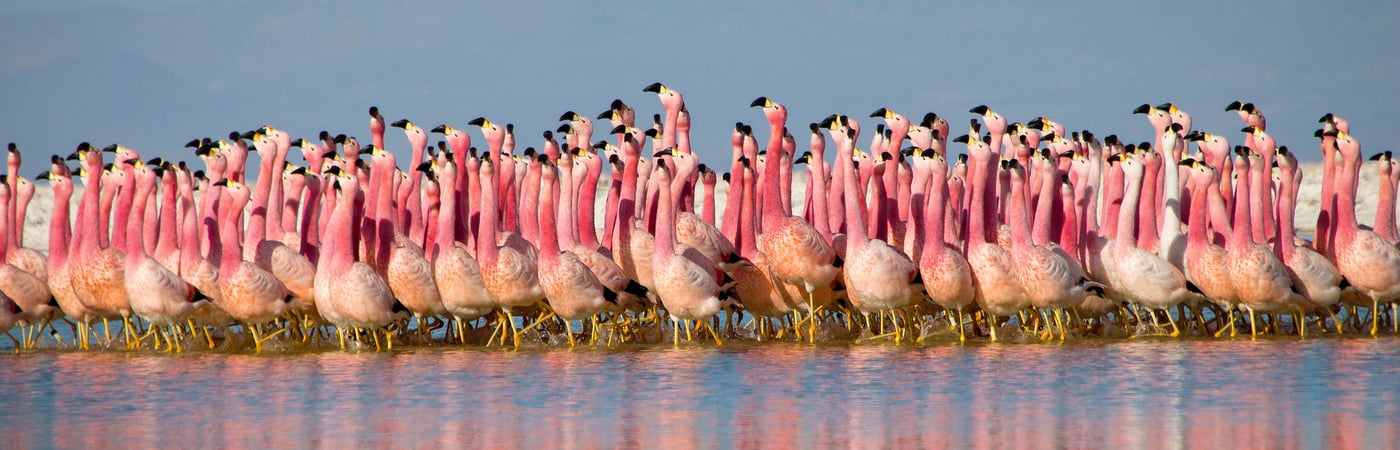 Planet Earth II