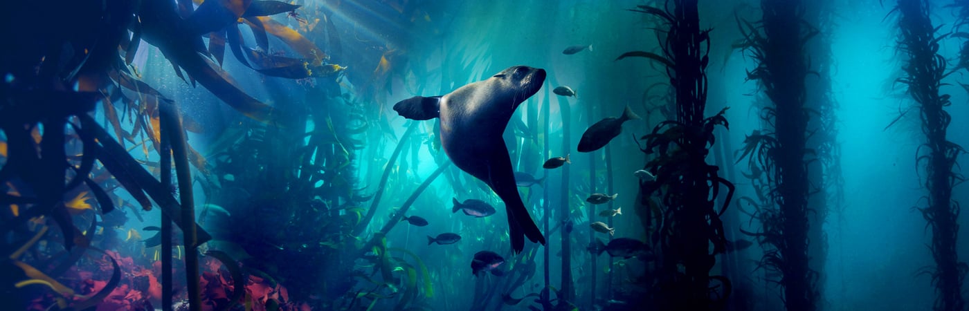 Blue Planet II