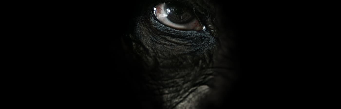 Rise of the Warrior Apes