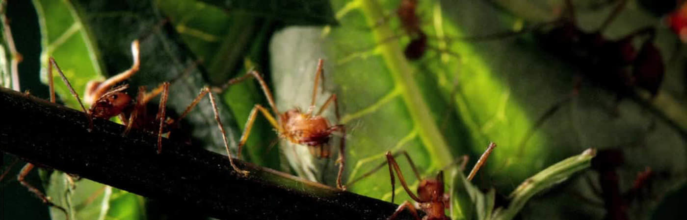 Micro Monsters with David Attenborough