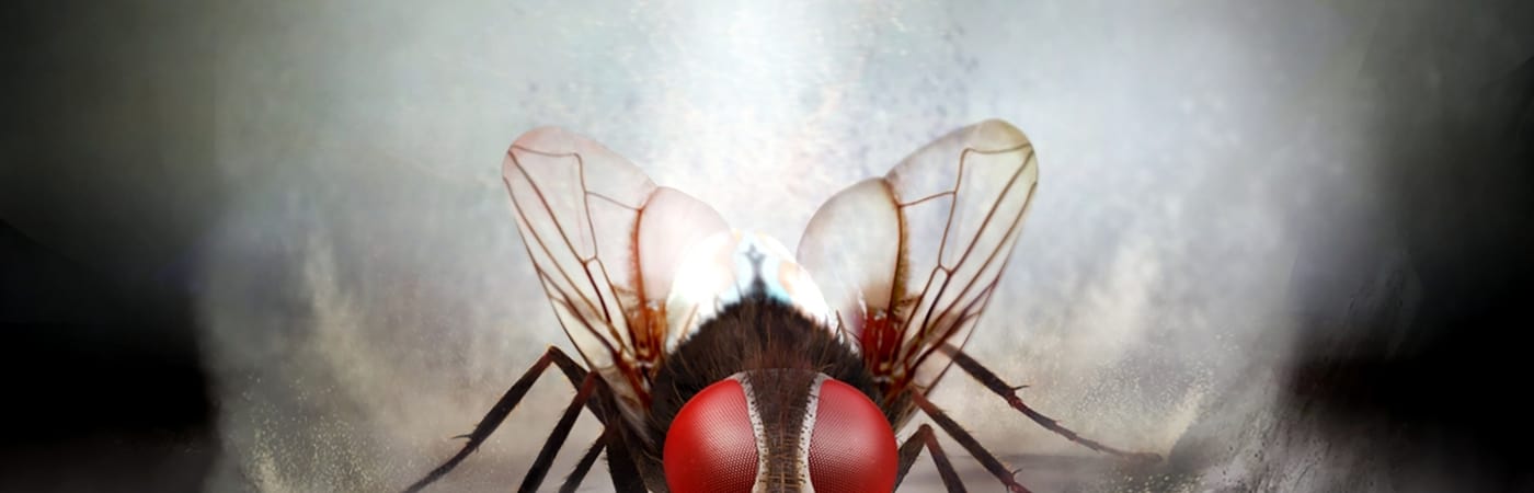 Eega