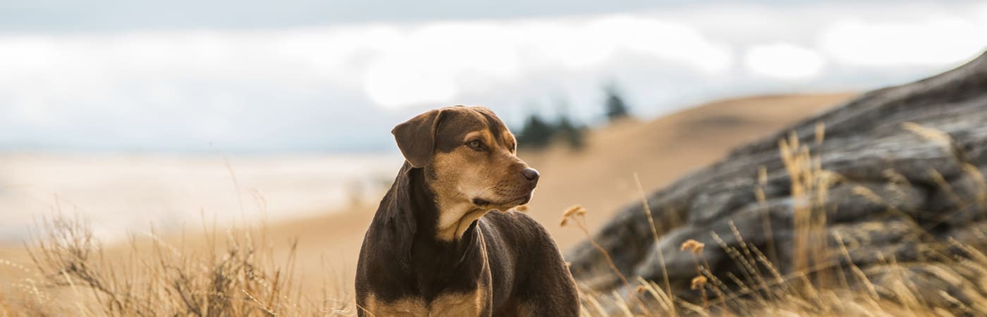 A Dog's Way Home